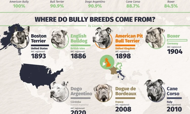 How Bully Breeds Have Become America’s Dog